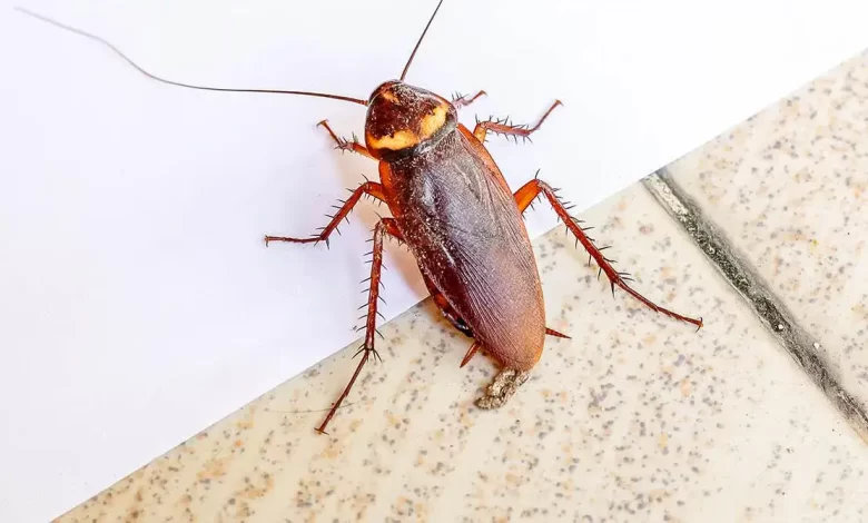 cockroach extermination Toronto