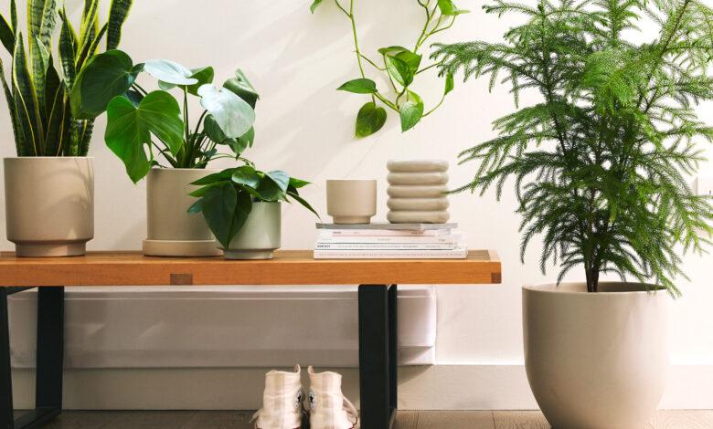 Indoor Plants